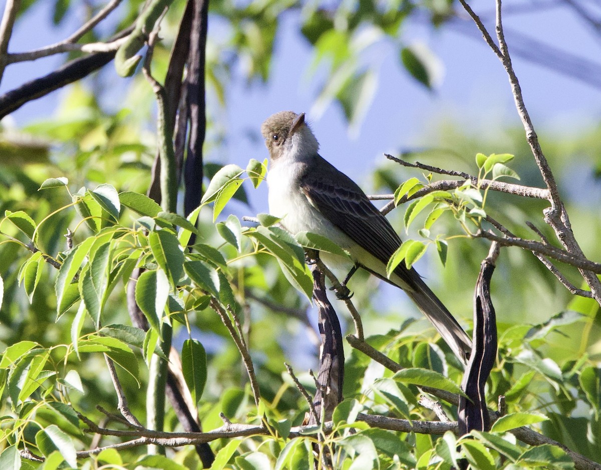 Swainson's Flycatcher - ML647017389
