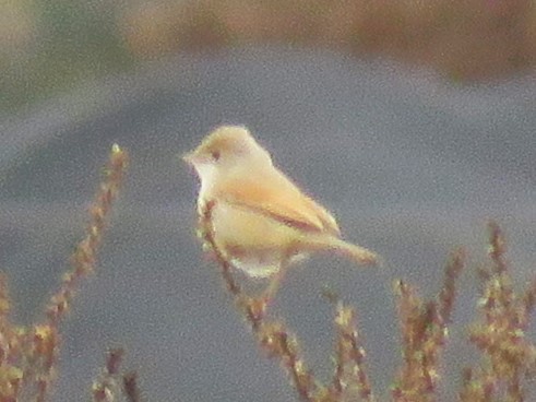 Spectacled Warbler - ML647017395