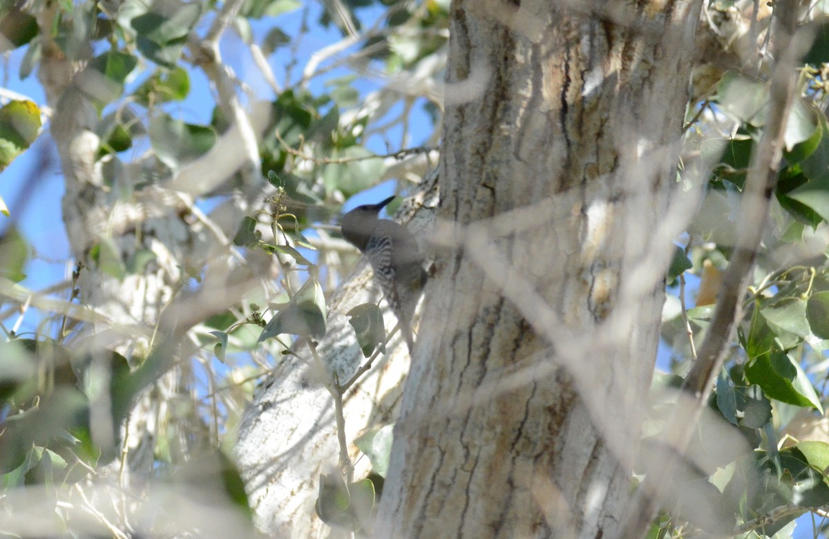 Carpintero de Gila - ML647017396