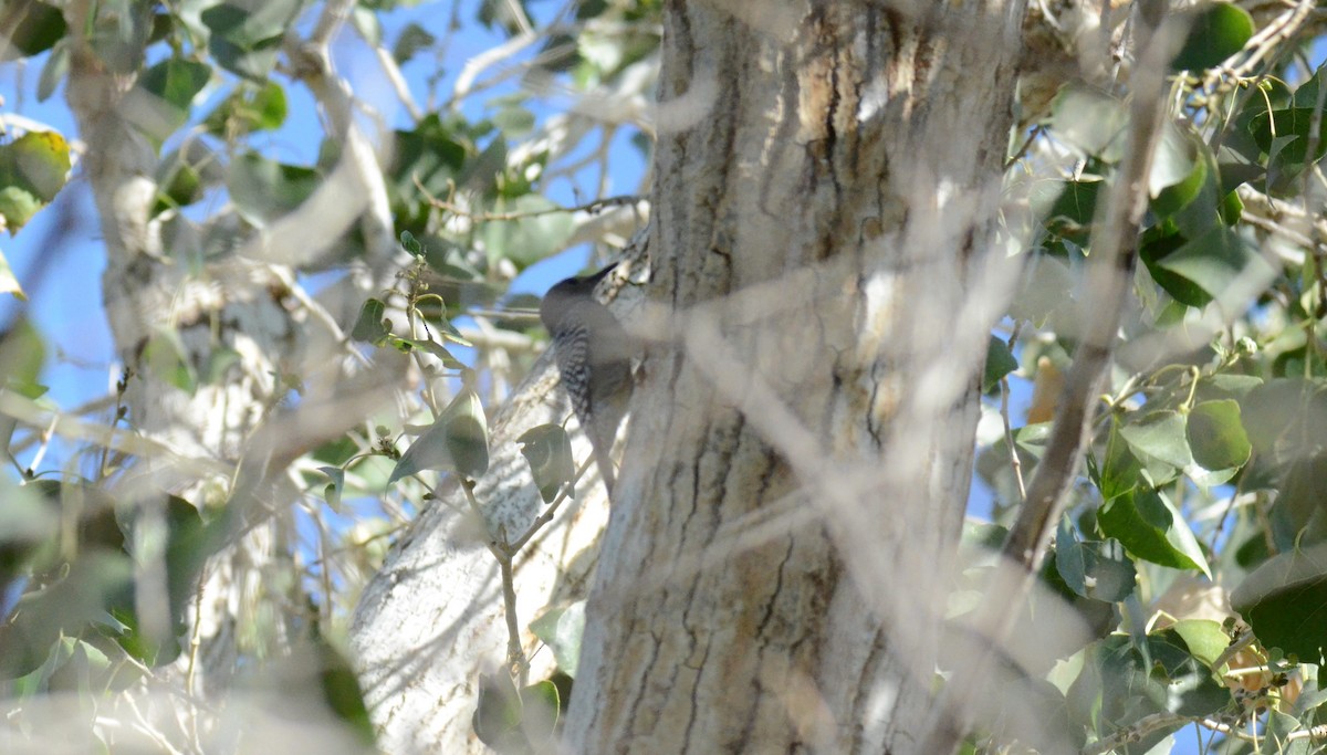 Carpintero de Gila - ML647017397