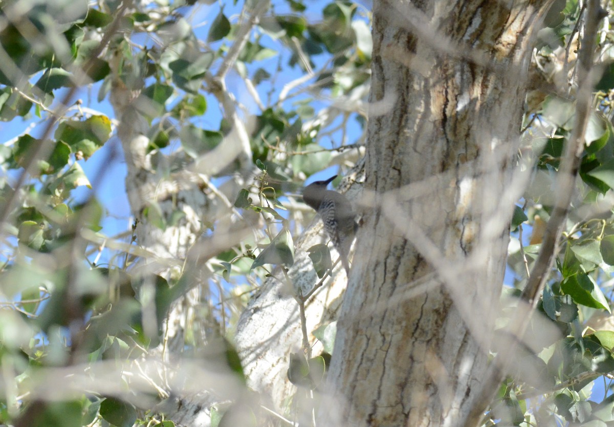 Carpintero de Gila - ML647017398