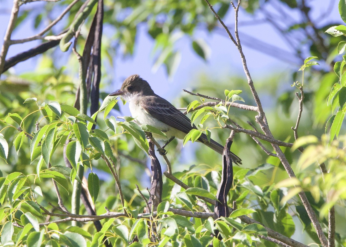 Swainson's Flycatcher - ML647017402