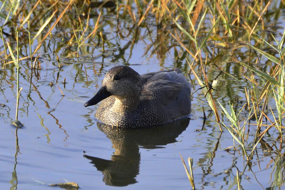 Gadwall - ML647017426