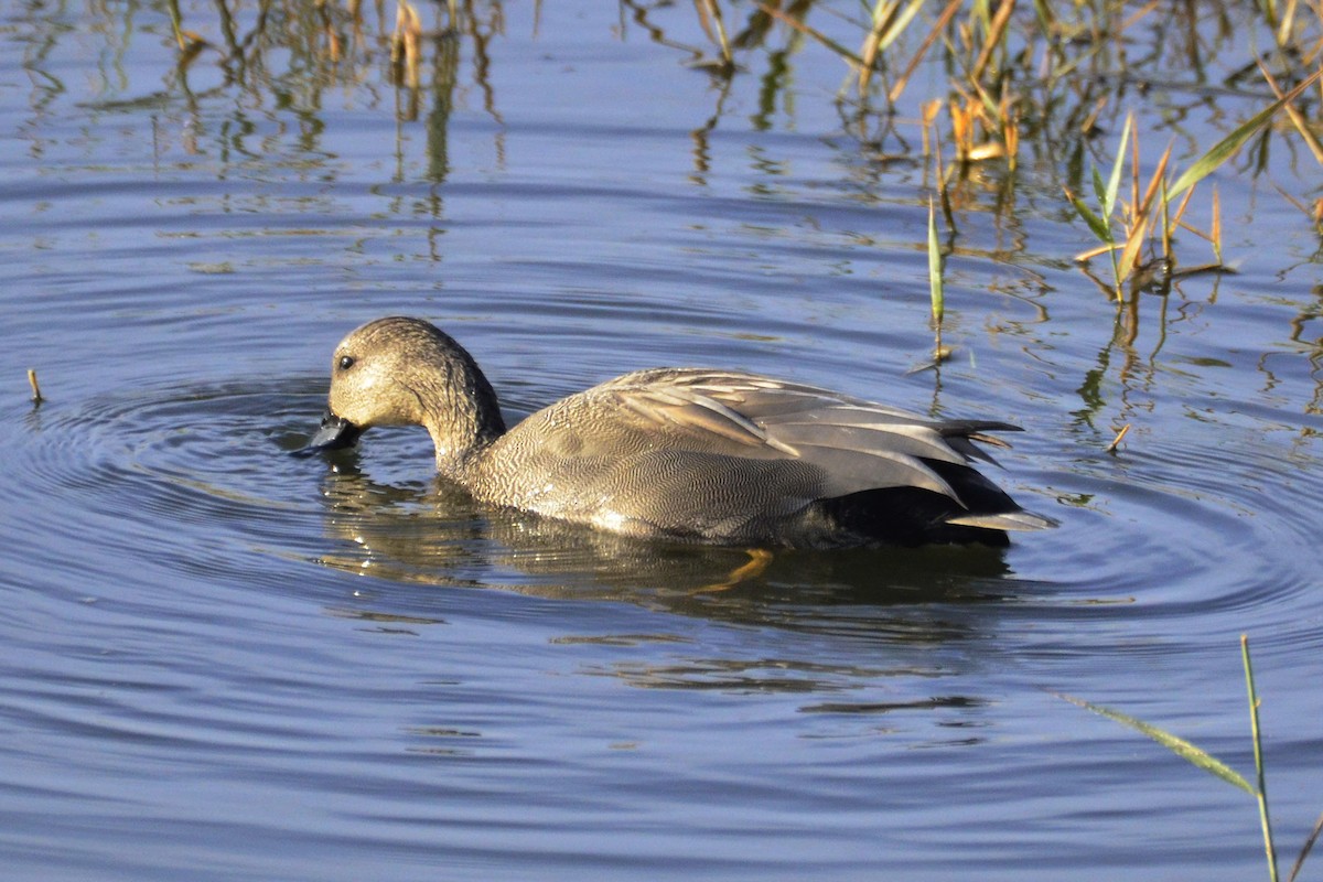Gadwall - ML647017427