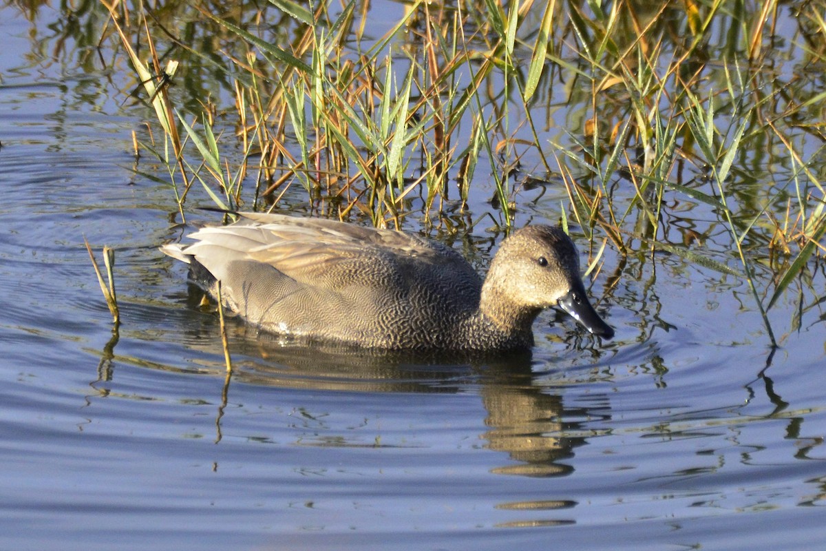 Gadwall - ML647017428