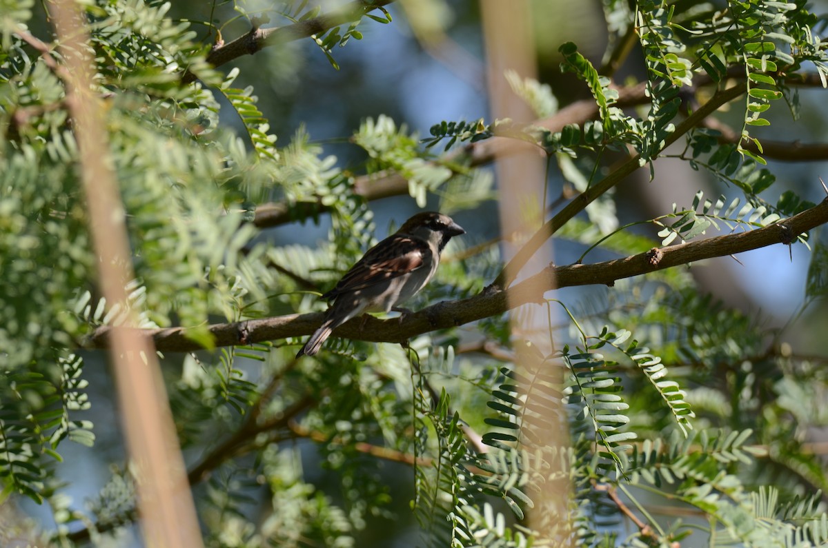 vrabec domácí - ML647017443