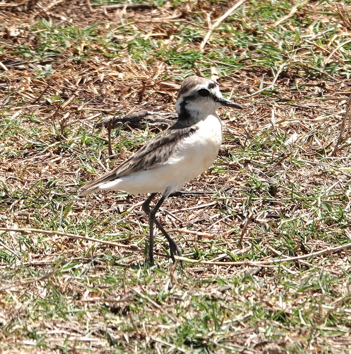 Kittlitz's Plover - ML647017444