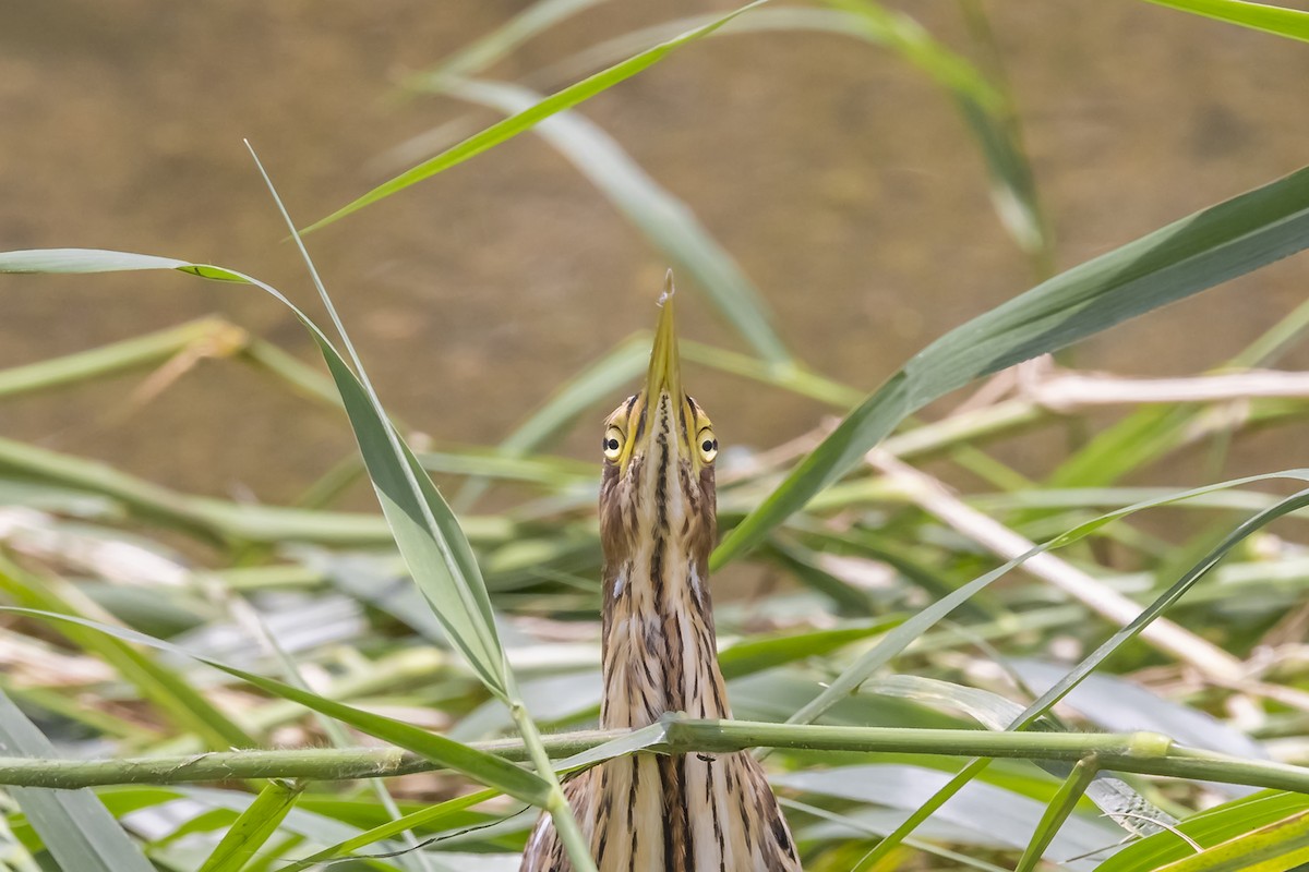 栗小鷺 - ML647017445