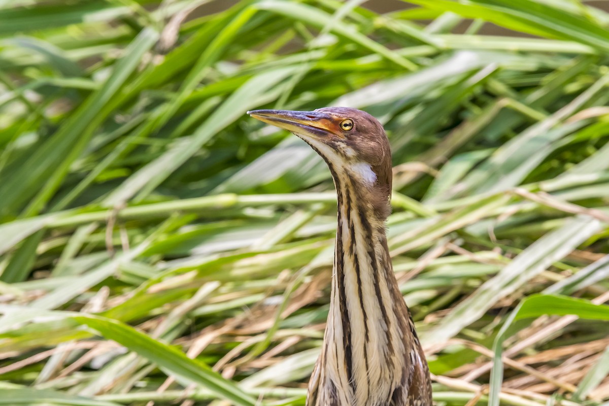 栗小鷺 - ML647017446