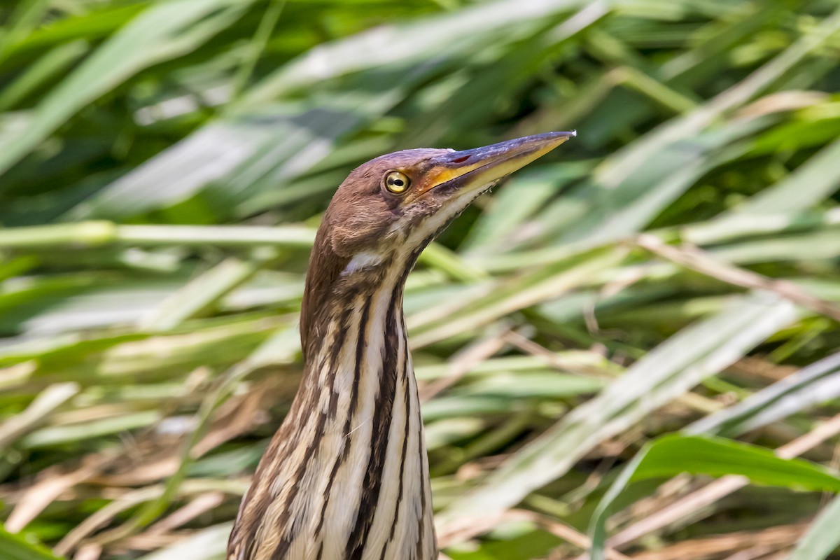 栗小鷺 - ML647017447