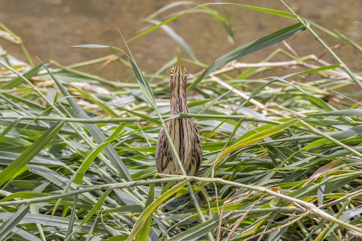 栗小鷺 - ML647017448