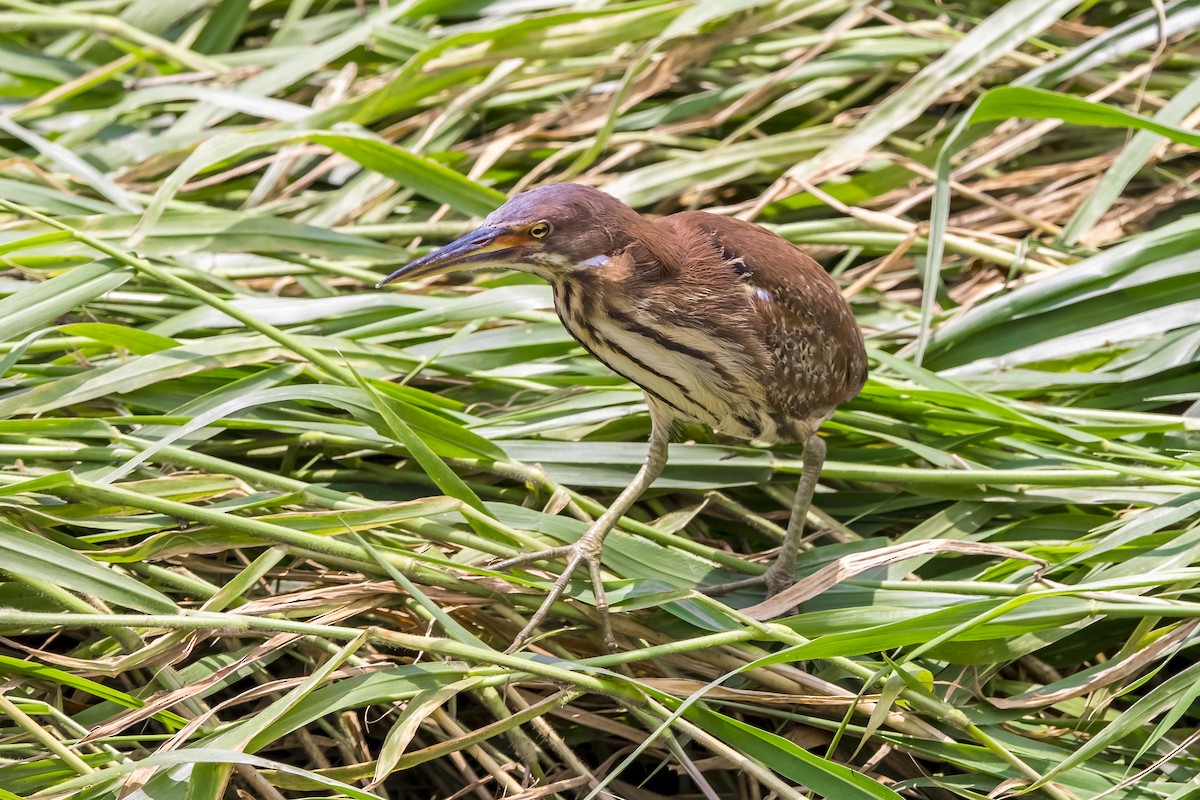 栗小鷺 - ML647017449