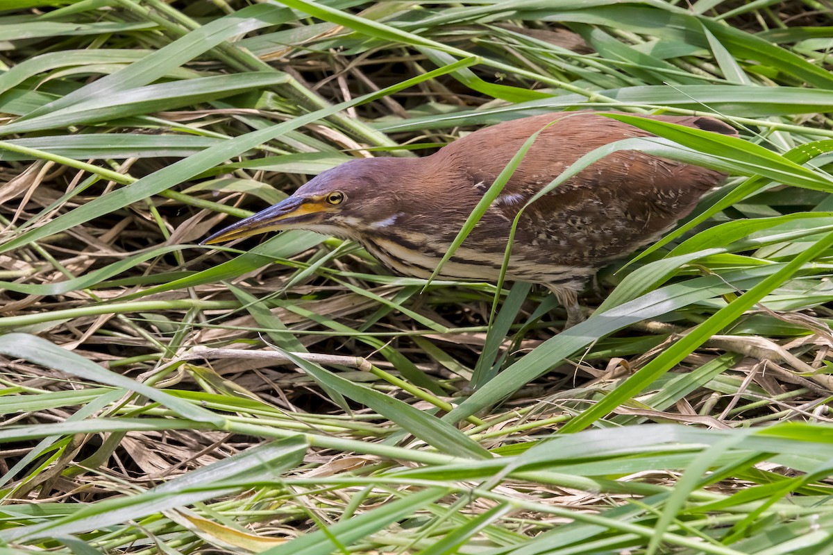栗小鷺 - ML647017450