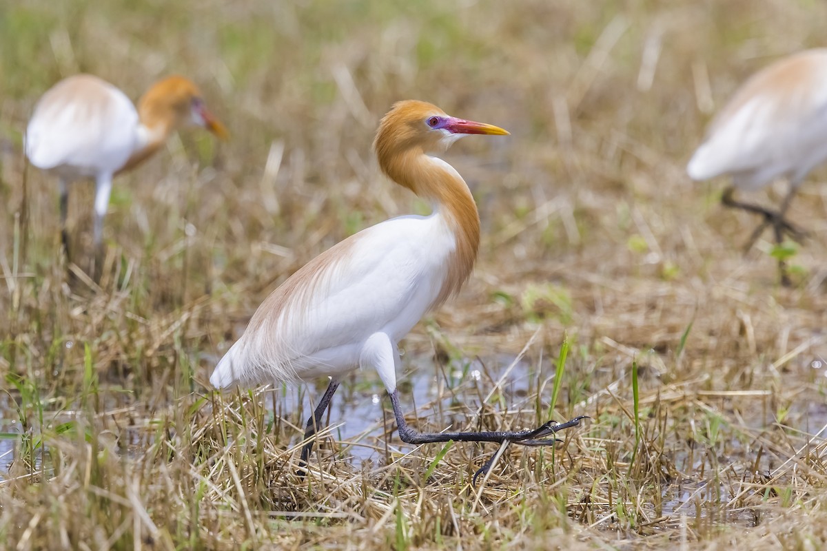 黃頭鷺 - ML647017469