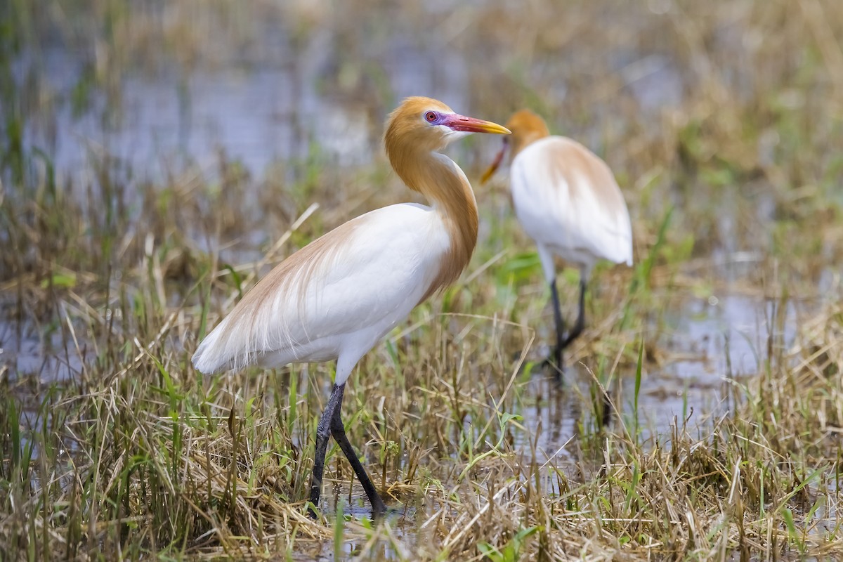 黃頭鷺 - ML647017470