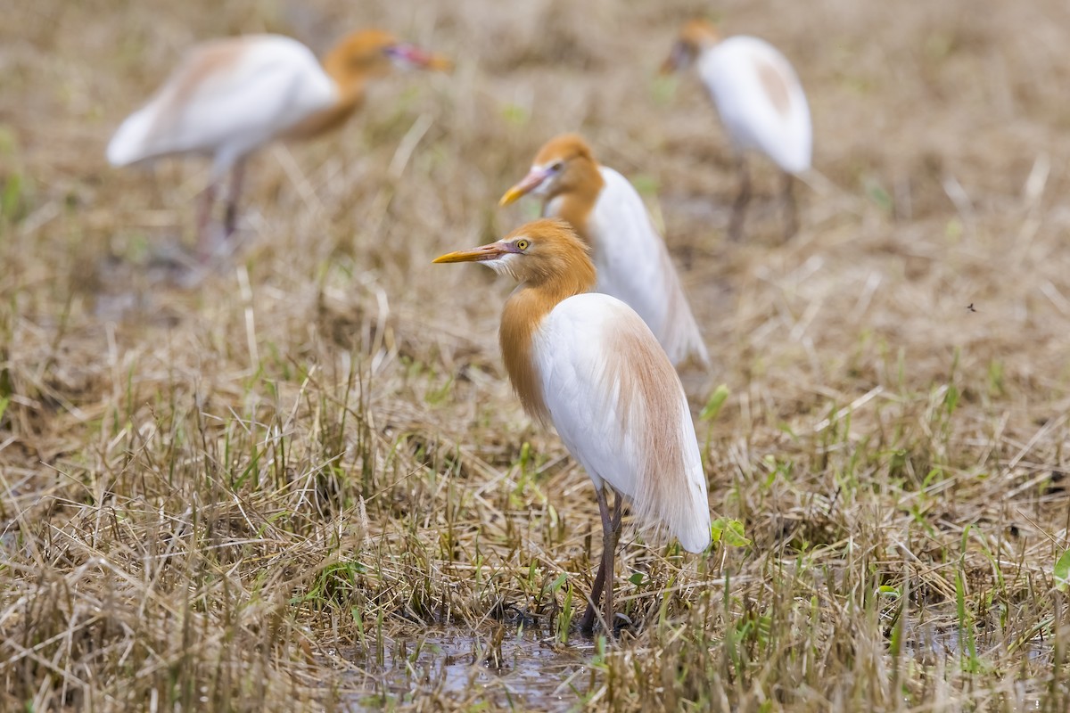黃頭鷺 - ML647017471