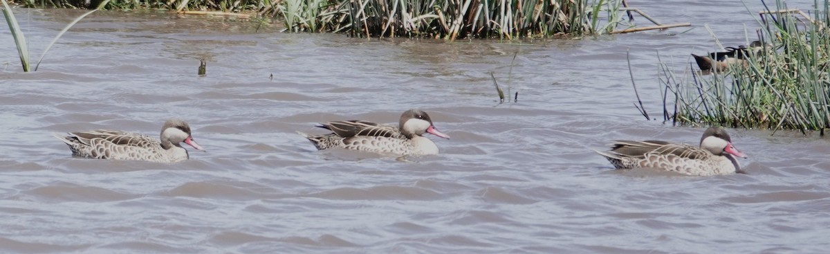 שרשיר אדום-מקור - ML647017488