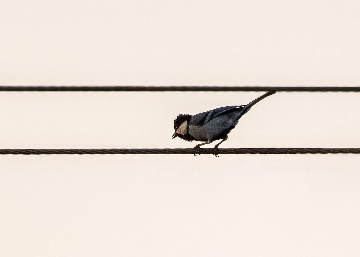 sýkora popelavá [skupina cinereus] - ML647017505