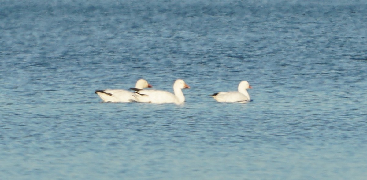 Snow Goose - ML647017506