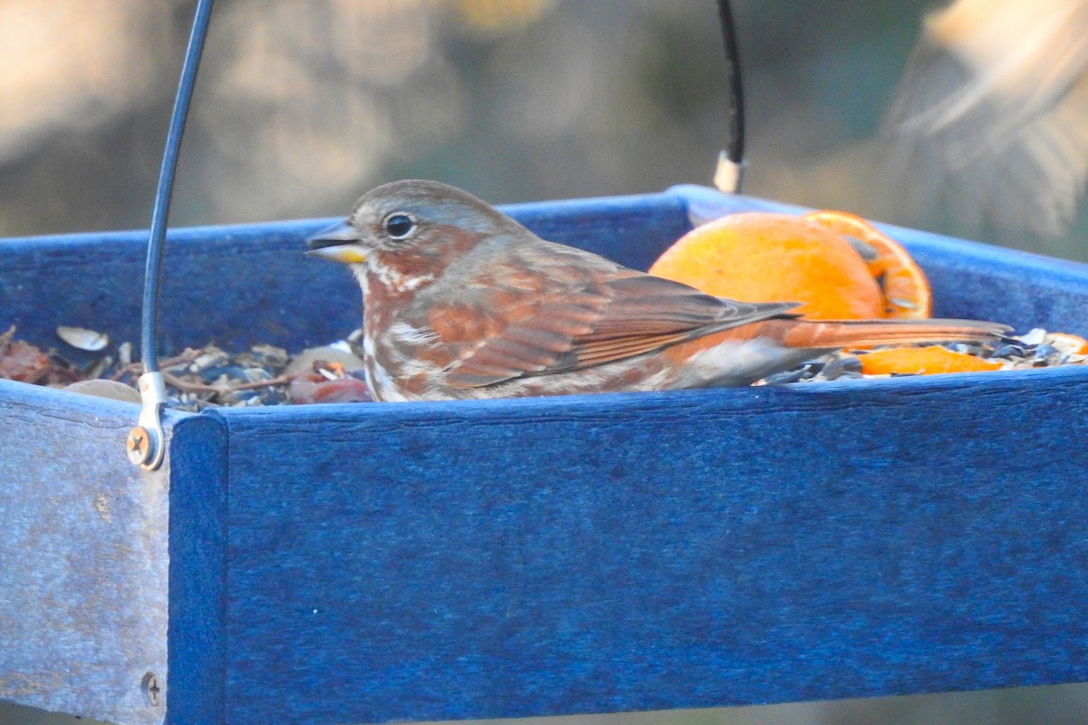 Fox Sparrow - ML647017538