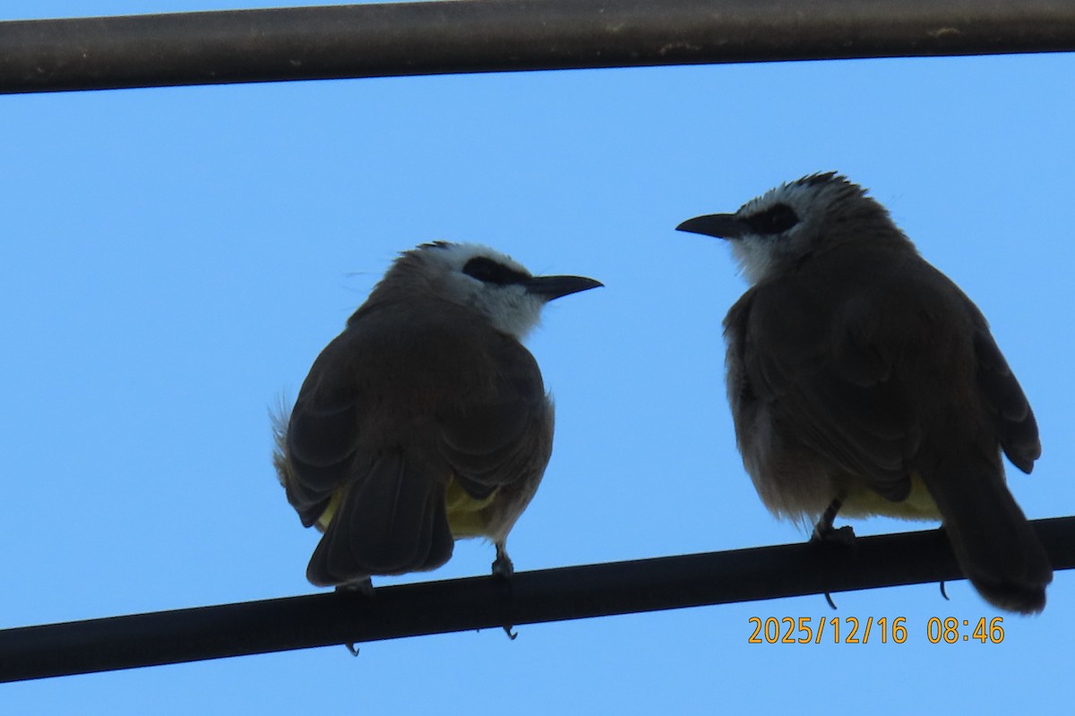 Yellow-vented Bulbul - ML647017539