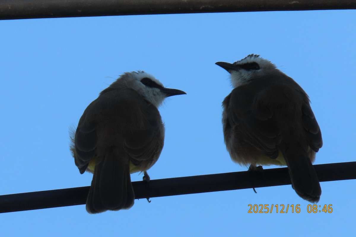 Yellow-vented Bulbul - ML647017540