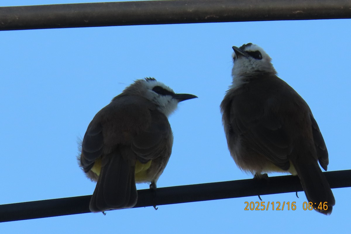 Yellow-vented Bulbul - ML647017541