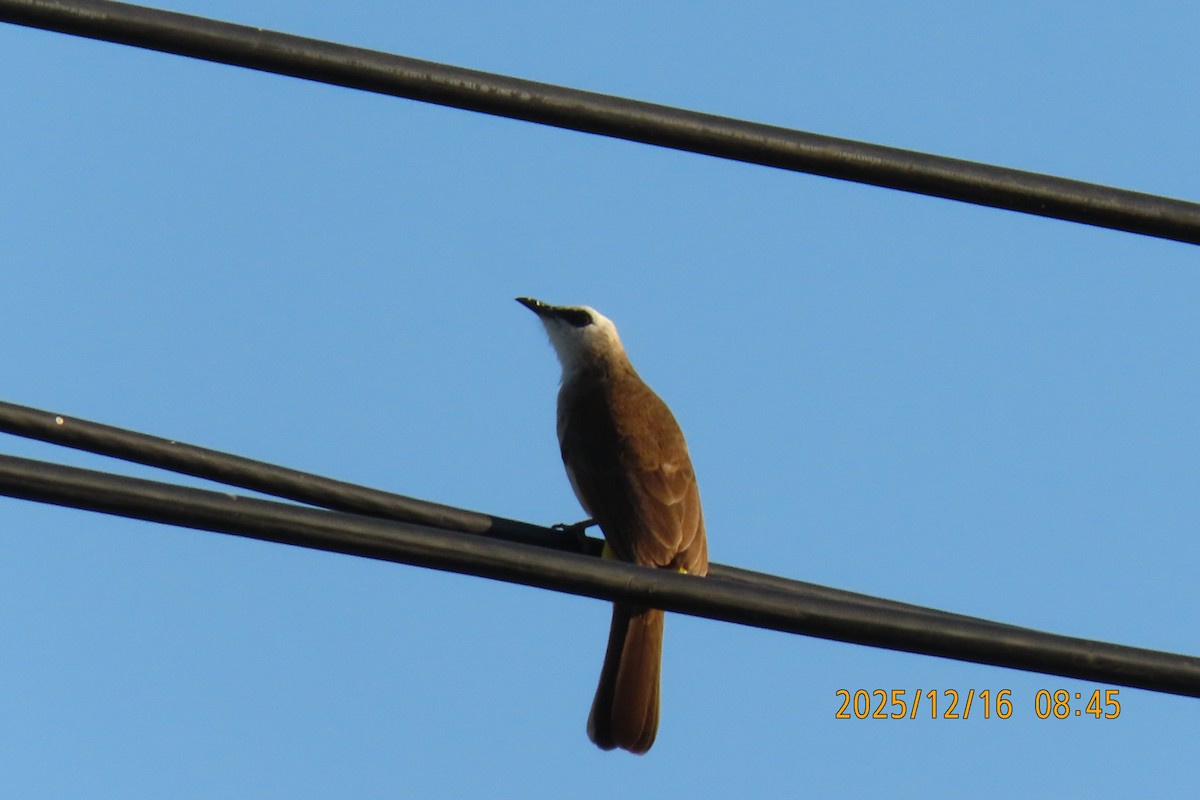 Yellow-vented Bulbul - ML647017542