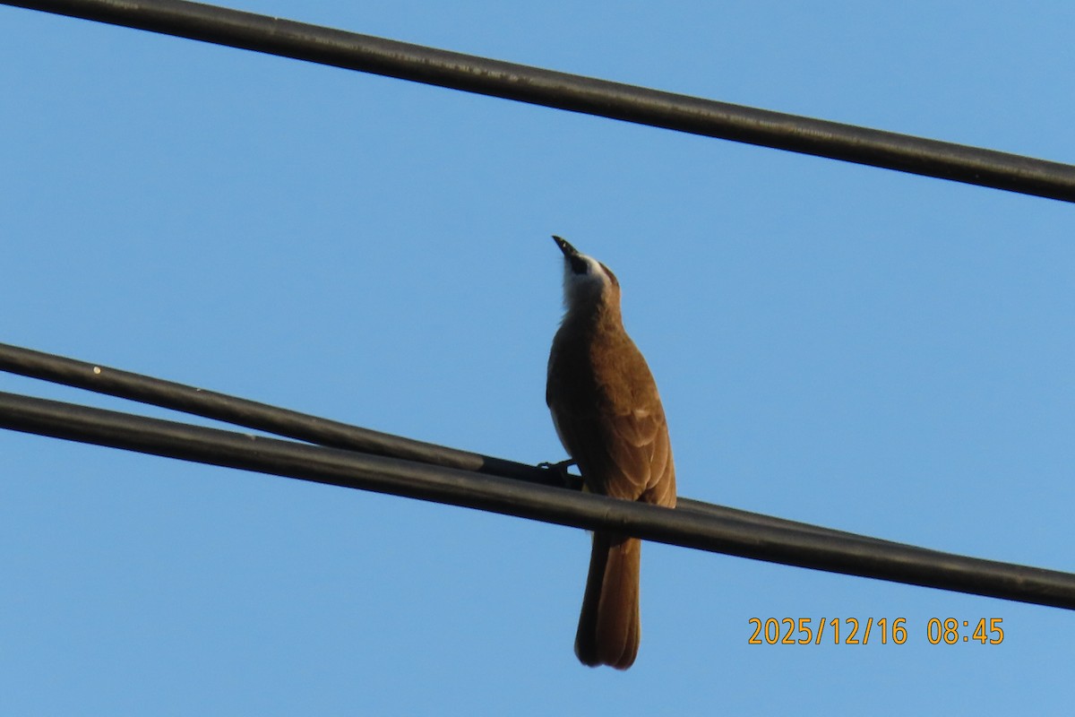 Yellow-vented Bulbul - ML647017544