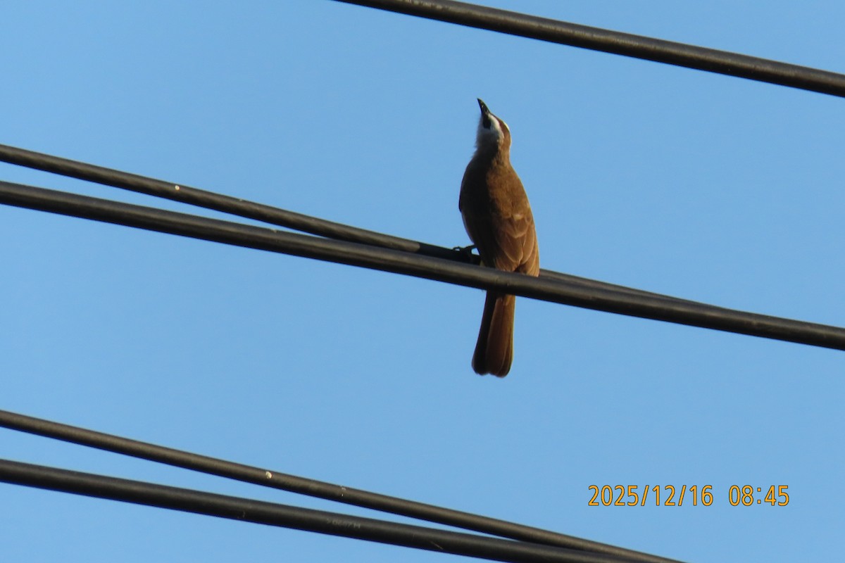Yellow-vented Bulbul - ML647017545