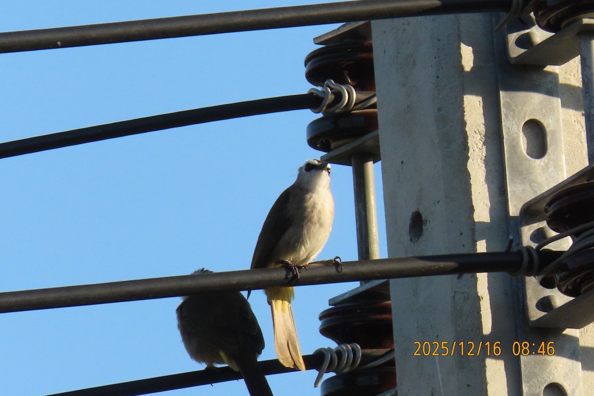 Yellow-vented Bulbul - ML647017546