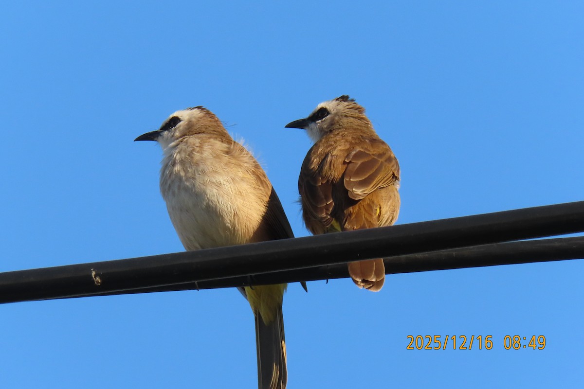 Yellow-vented Bulbul - ML647017547