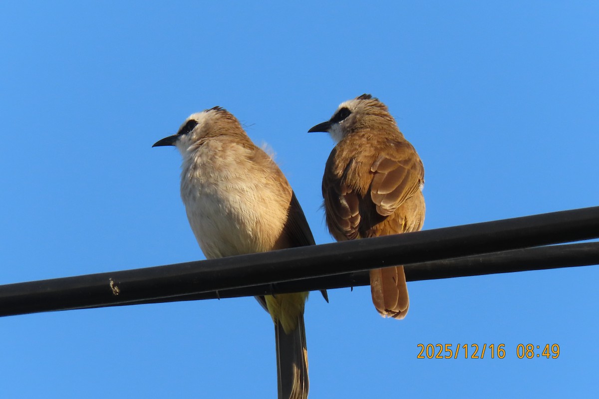 Yellow-vented Bulbul - ML647017548