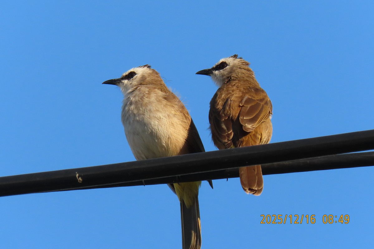 Yellow-vented Bulbul - ML647017549