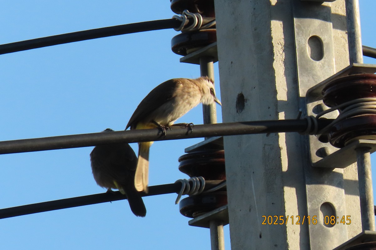 Yellow-vented Bulbul - ML647017550