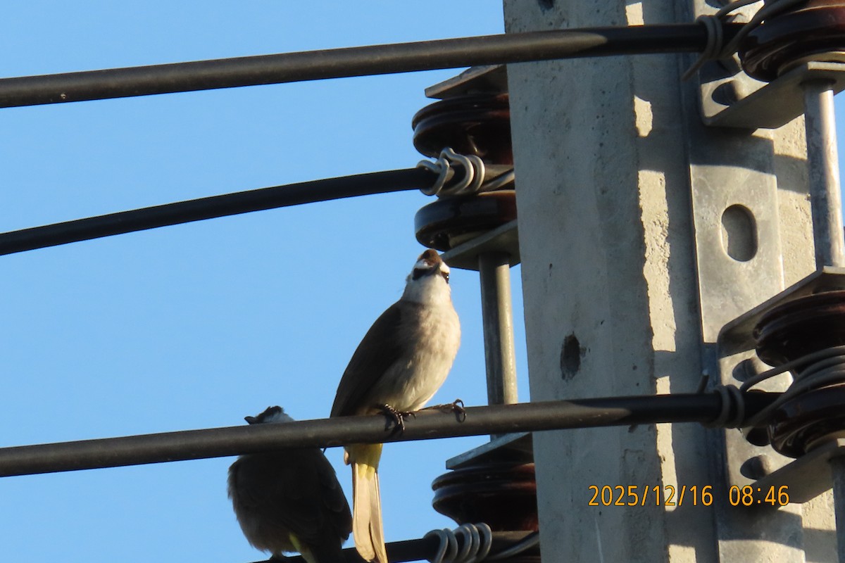 Yellow-vented Bulbul - ML647017551