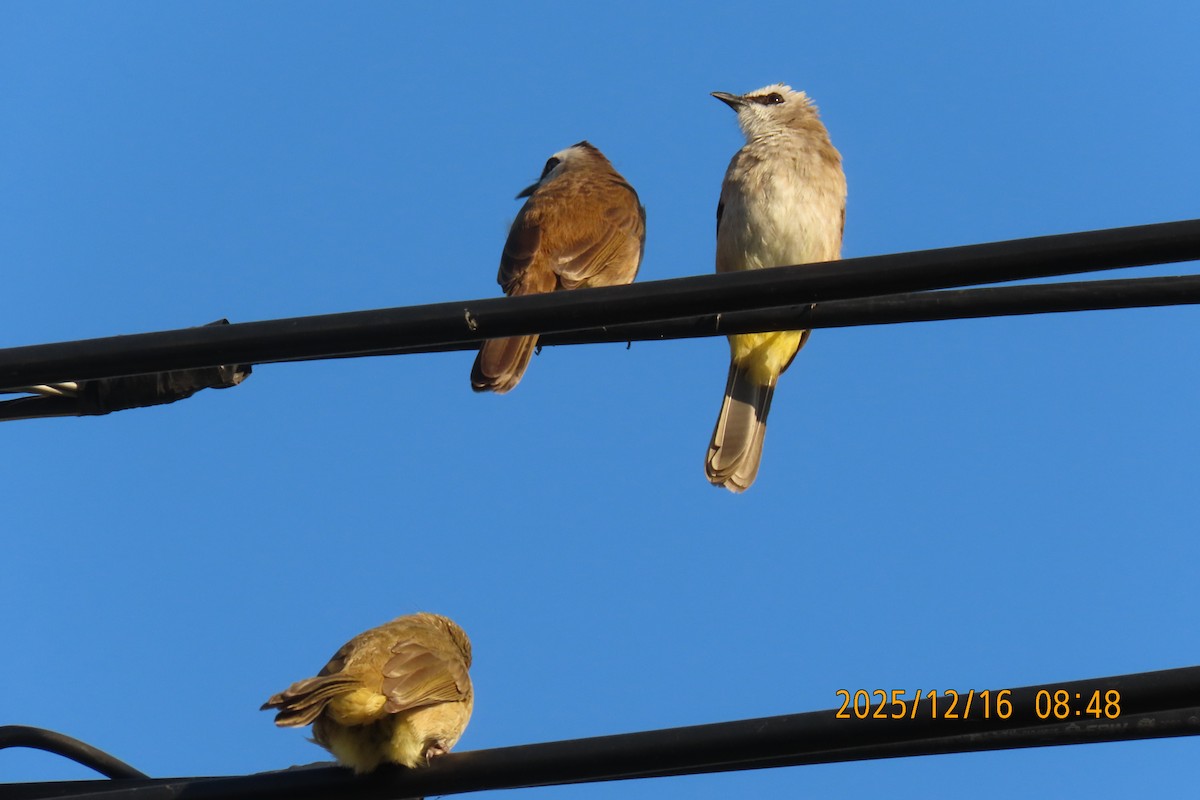 Yellow-vented Bulbul - ML647017552