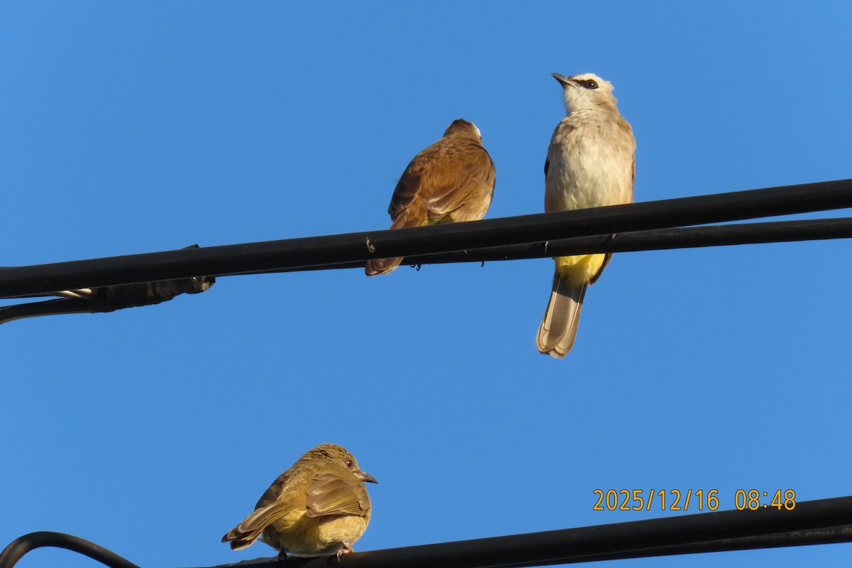 Yellow-vented Bulbul - ML647017553