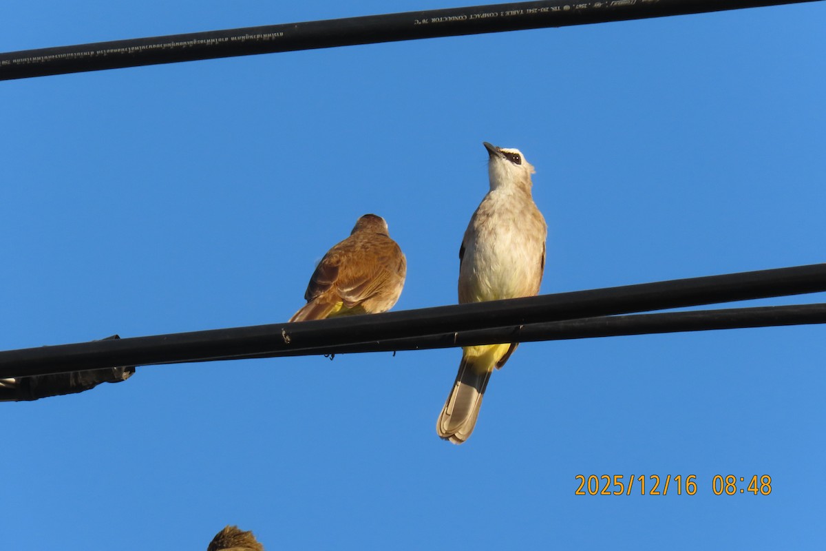 Yellow-vented Bulbul - ML647017554