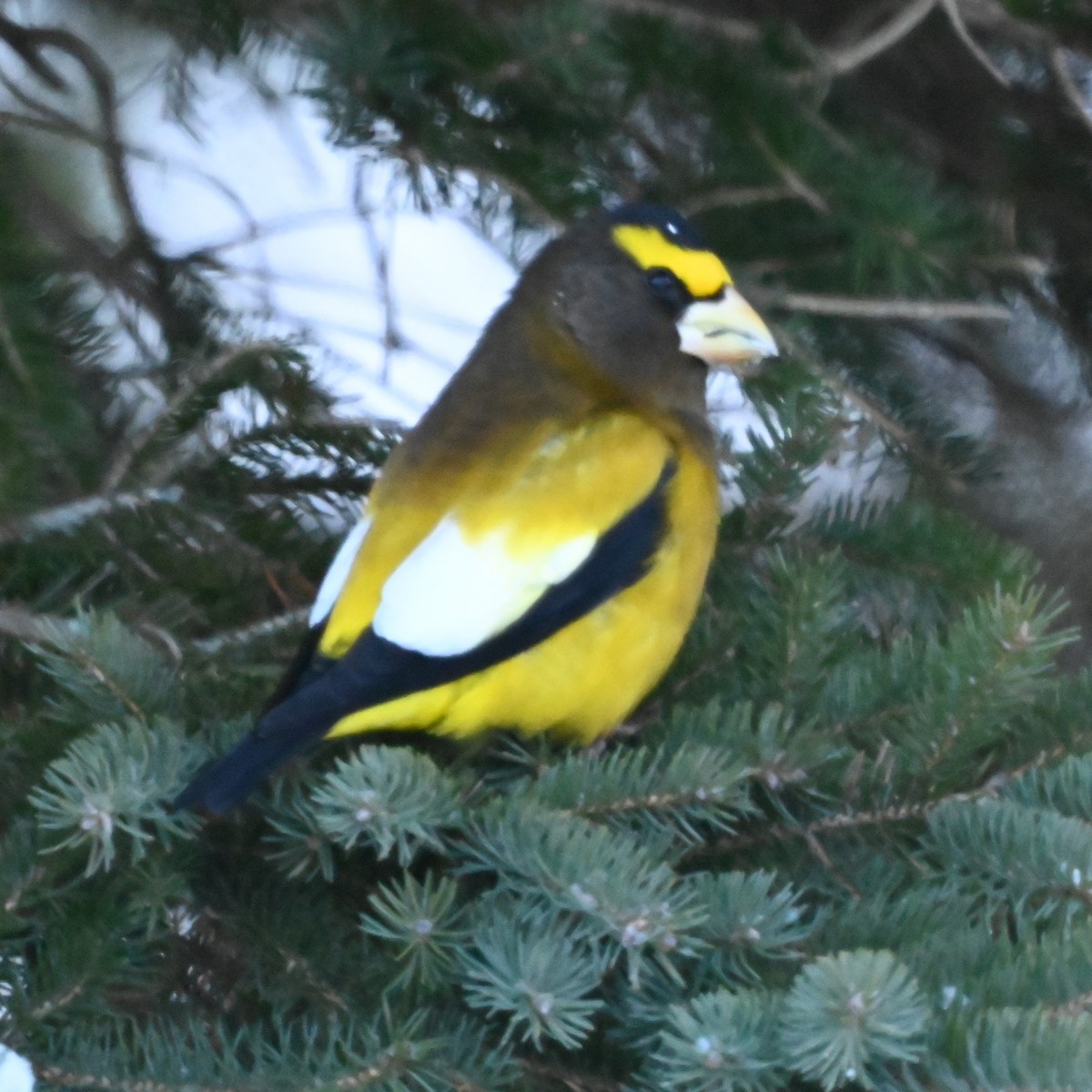 キビタイシメ - ML647017557