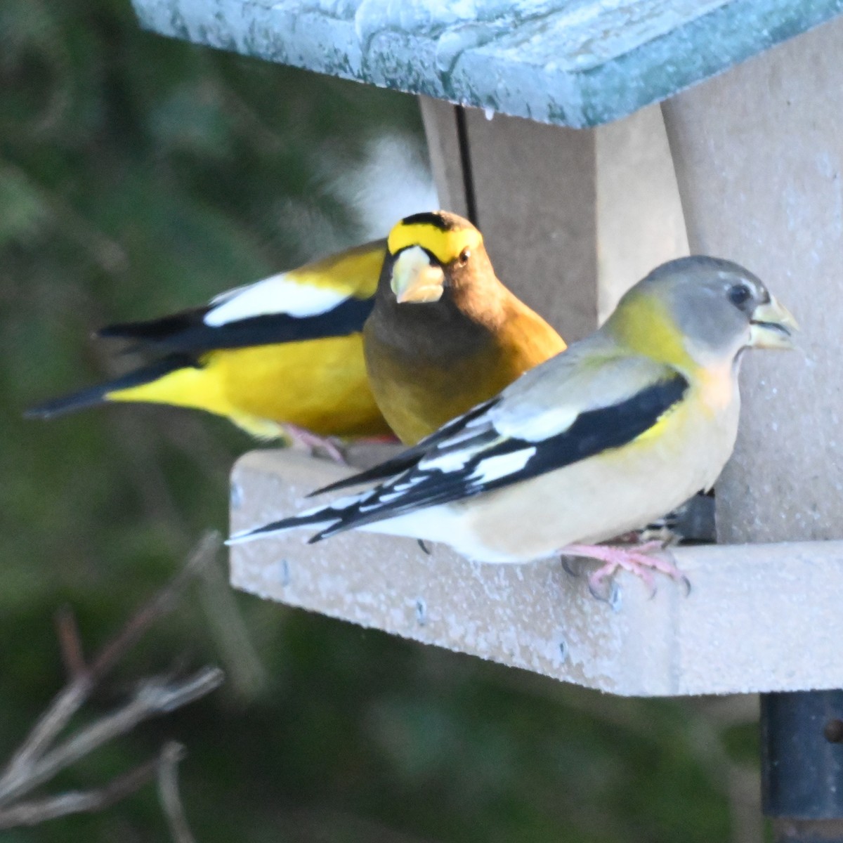 キビタイシメ - ML647017558