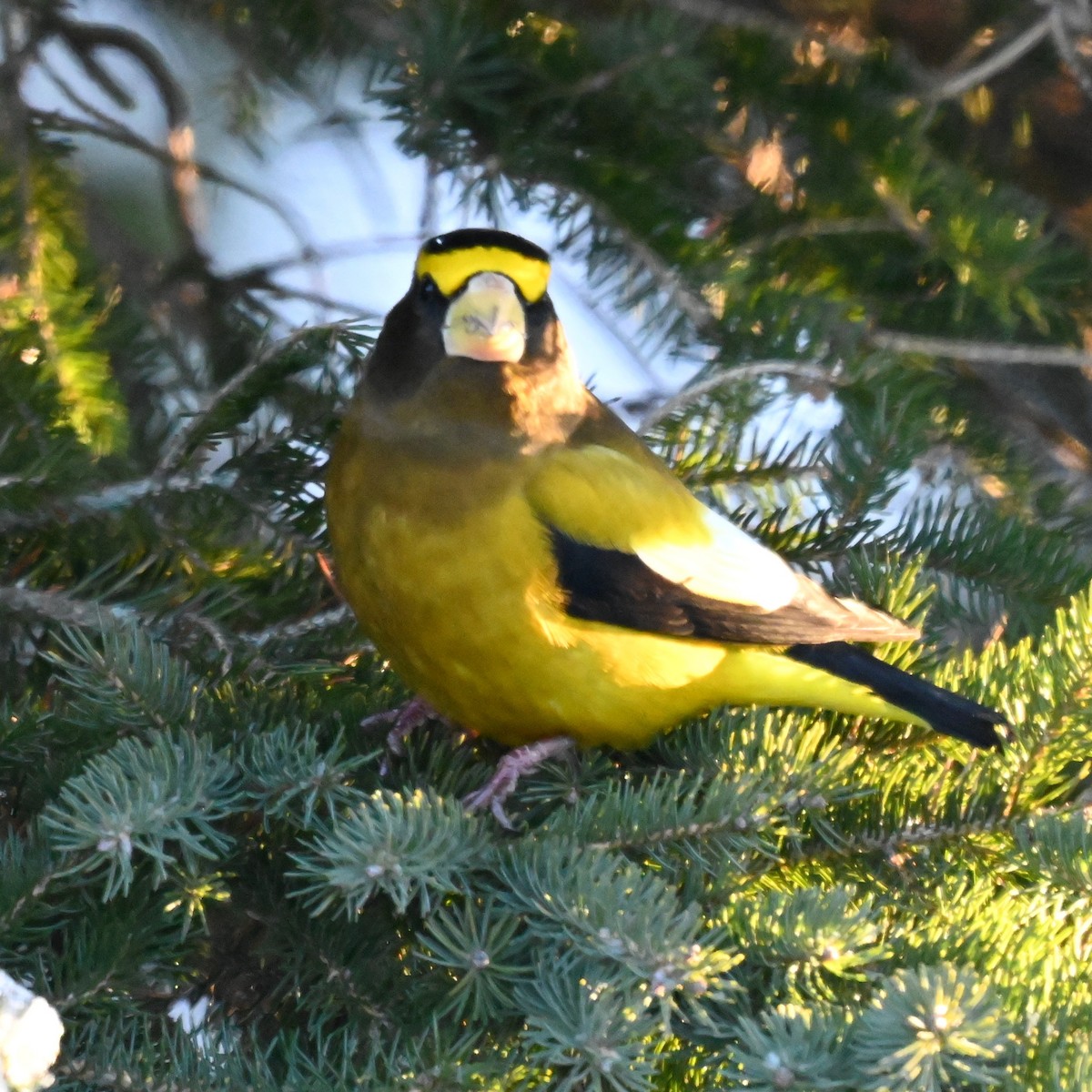 キビタイシメ - ML647017559