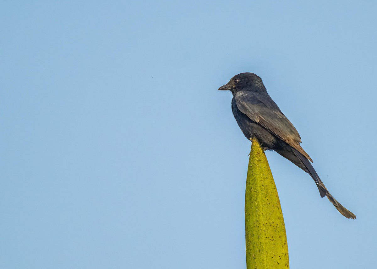 Black Drongo - ML647017566