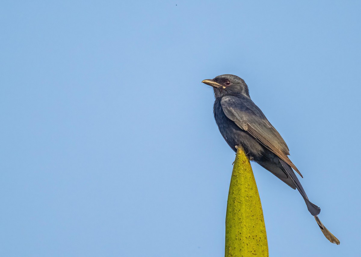 Black Drongo - ML647017567