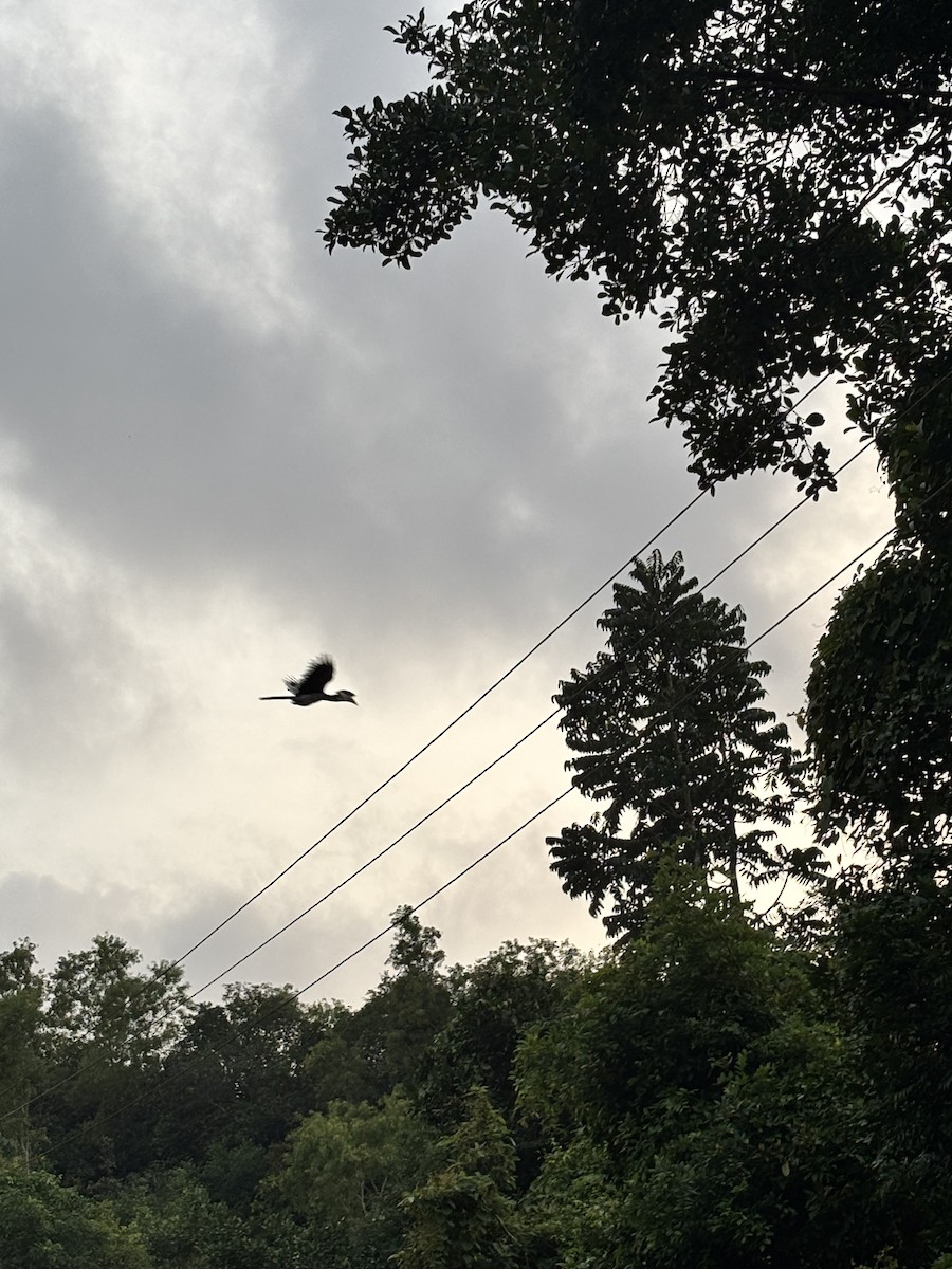 Cálao Coronado - ML647017579