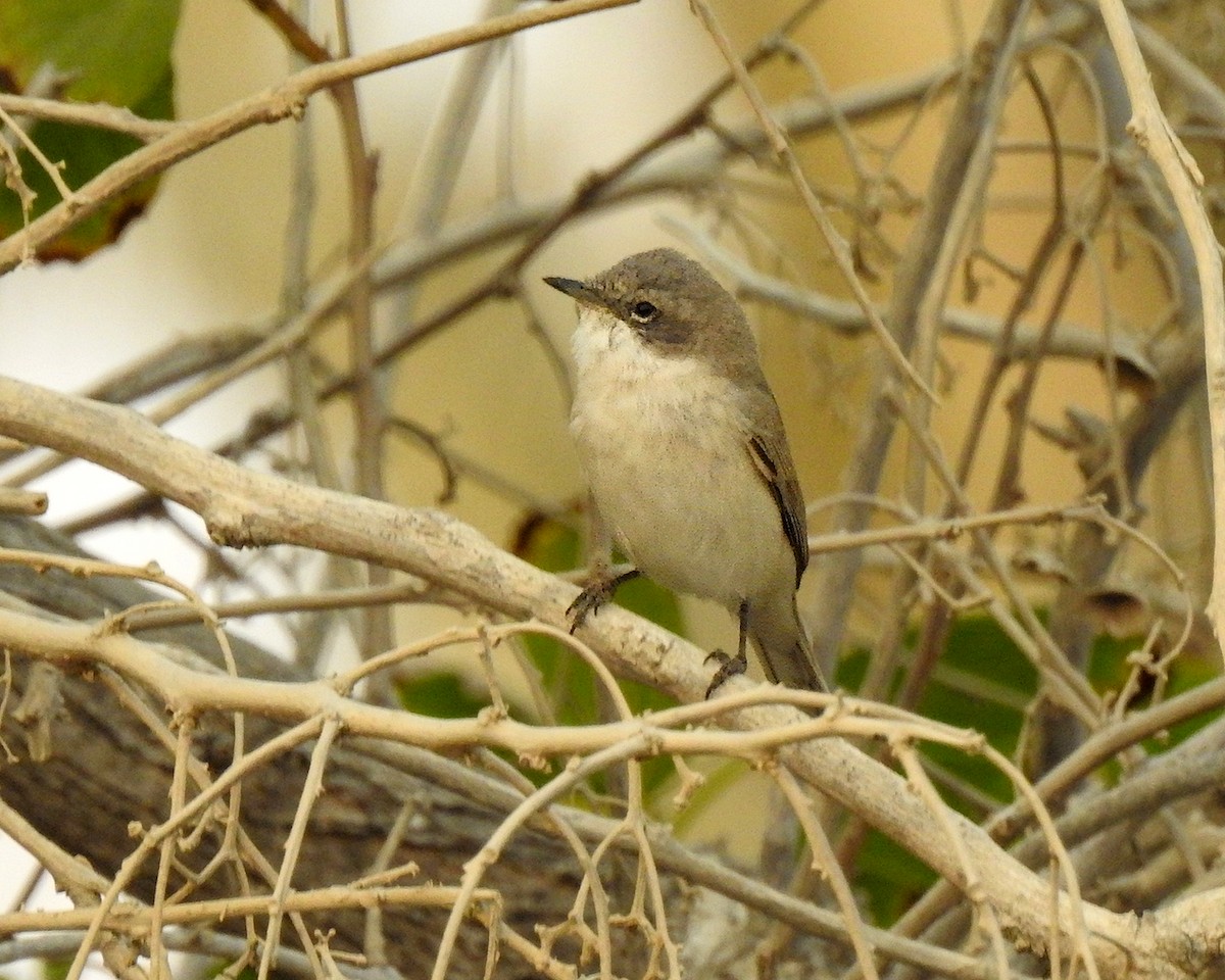 Lesser Whitethroat - ML647017582