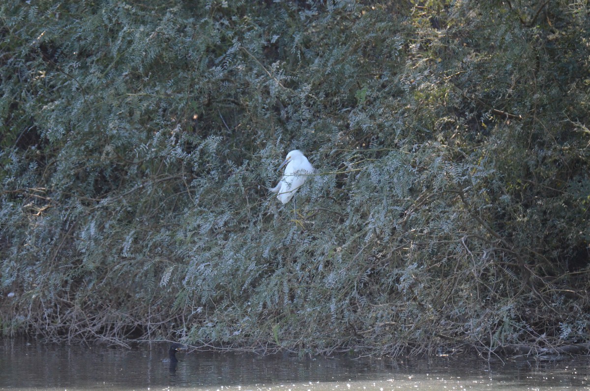 לבנית אמריקנית - ML647017608