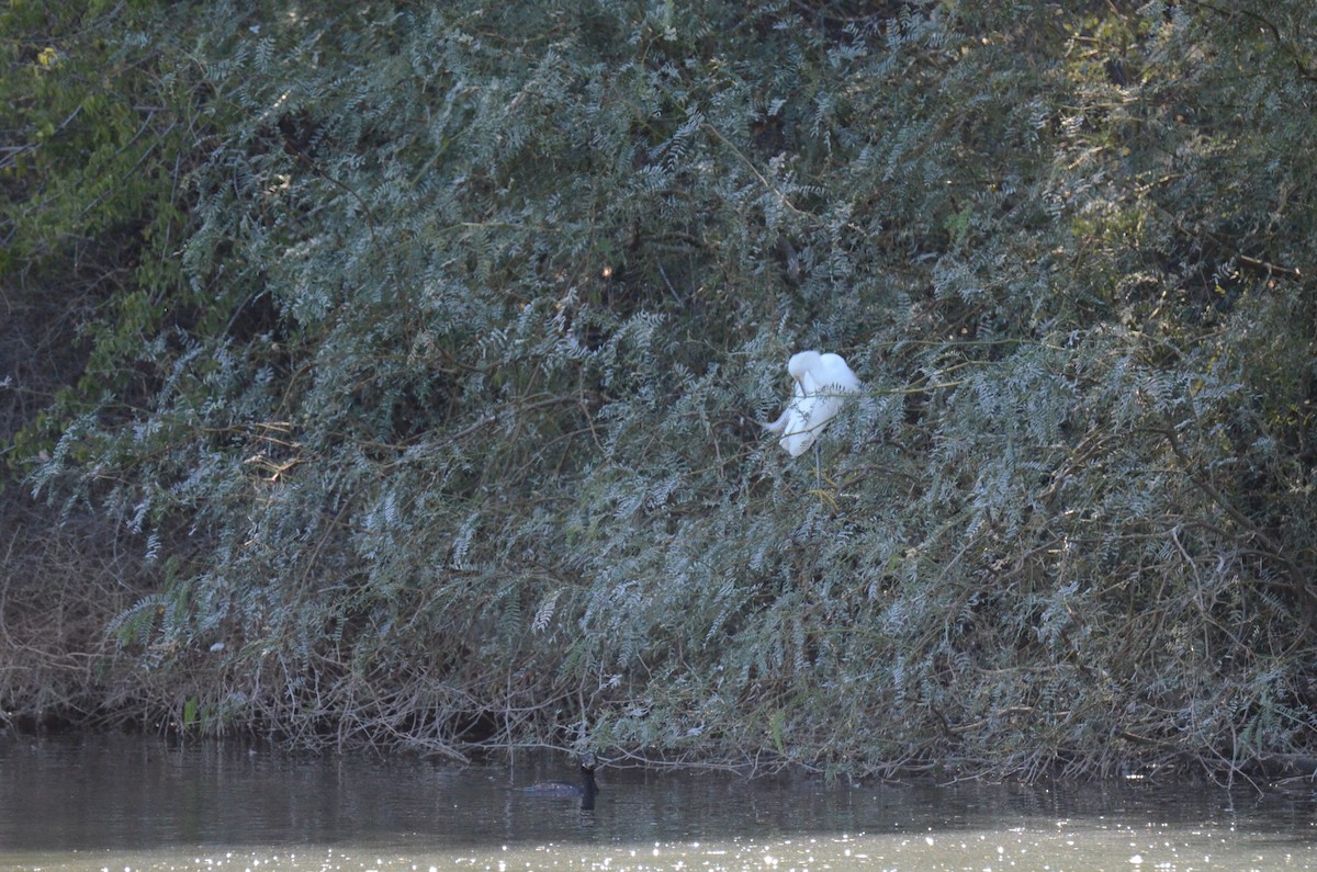 לבנית אמריקנית - ML647017609