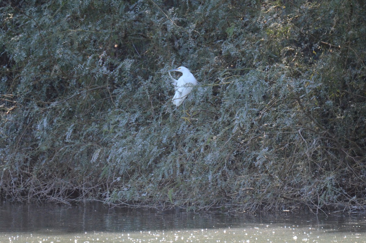לבנית אמריקנית - ML647017610