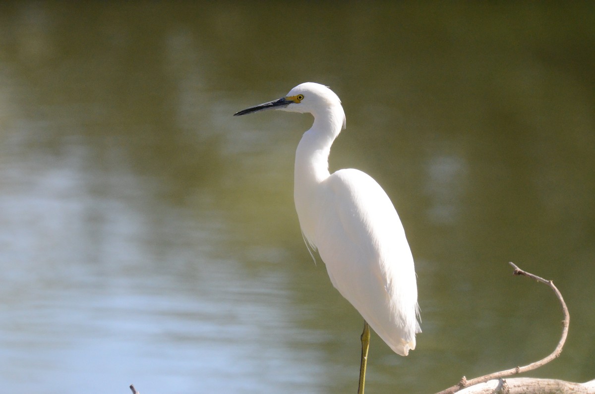 לבנית אמריקנית - ML647017611